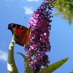 DSC00964